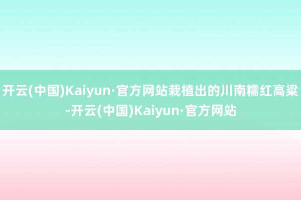 开云(中国)Kaiyun·官方网站栽植出的川南糯红高粱-开云(中国)Kaiyun·官方网站
